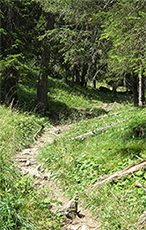 Waldweg